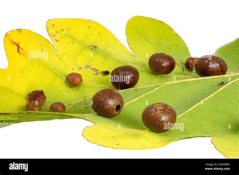 detail   oak leaf  clutch  gall wasps cynipidae isolated