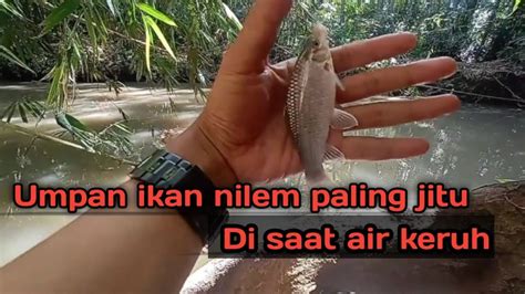 Umpan Mancing Ikan Nilem Yang Cocok Saat Air Keruh Mancing Ikan Nilem