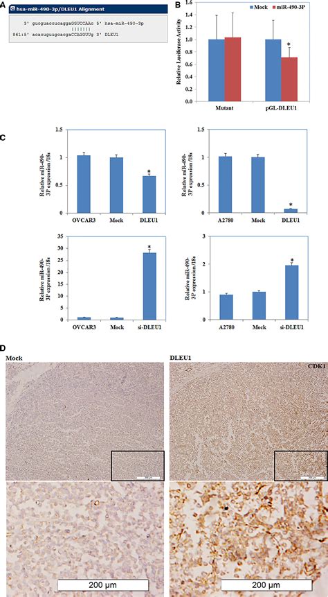 Dleu Contributes To Ovarian Carcinoma Tumourigenesis And Development