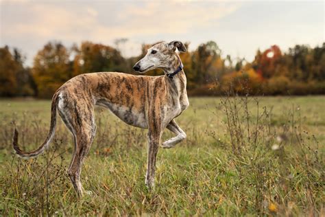 Por Qué Los Galgos Se Llaman Galgos