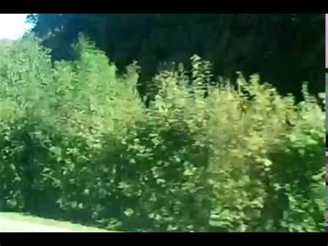 Nude beach in Germany 독일 누드비치 동영상 YouTube