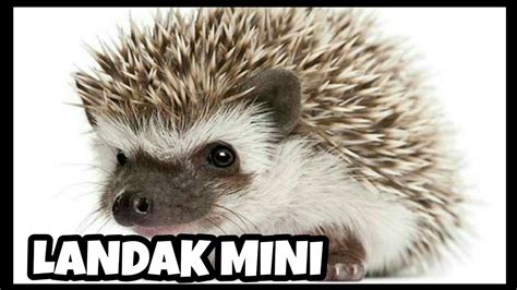Landak Mini Si Mungil Berduri Yang Lucu Youtube