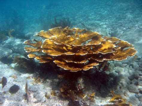 Elkhorn Coral - Virgin Islands National Park (U.S. National Park Service)