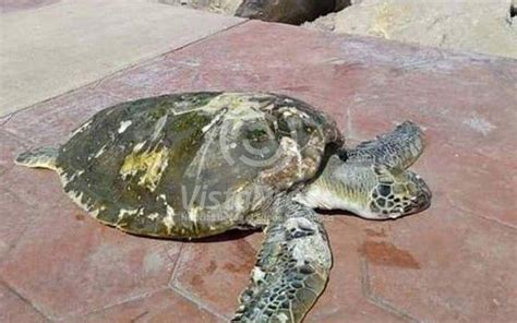 Encuentran Otra Tortuga Muerta En Playa De Miramar Vista Press Noticias