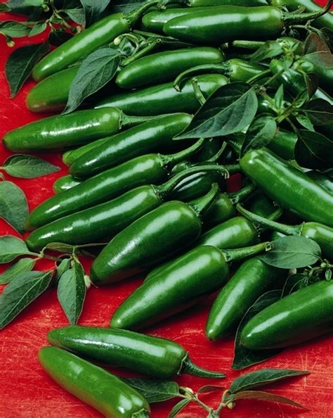 Serrano Hot Chili Pepper Vegetable Seeds VIRIDIS HORTUS