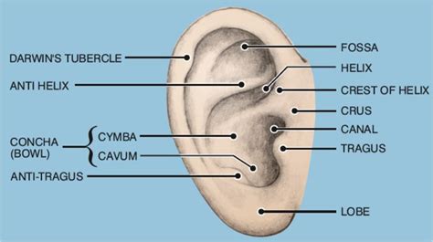 Nursing study, Anatomy, Anti tragus