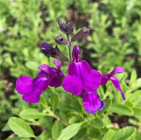 Salvia Greggii Mirage™ Deep Purple Autumn Sage Uspp 28538 45 Pot