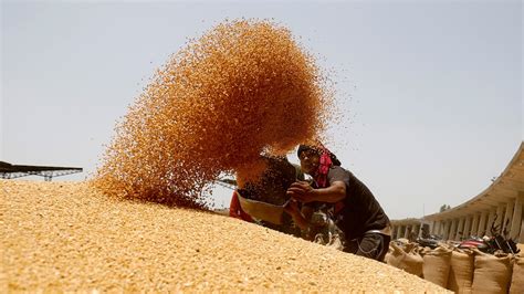 Wheat Sown Area Crosses Lakh Hectares Pulses Coverage Lags In This