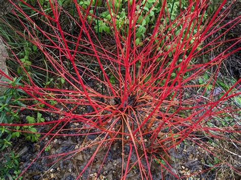 Cornus Sanguinea Annys Winter Orange Agm A Real Eye Catcher