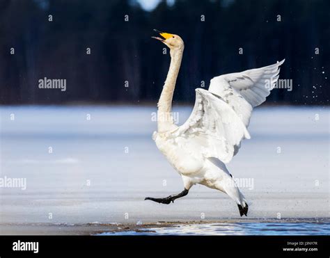 Whooper Swan Stock Photo Alamy