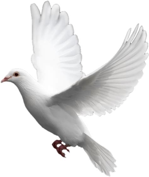 Download Clipart Transparent White Dove Six Dove Transparent