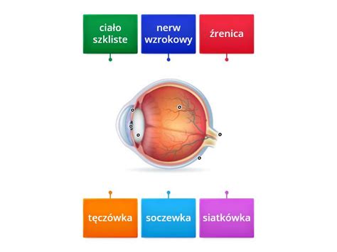 Przyroda Klasa 4 Budowa Oka Labelled Diagram