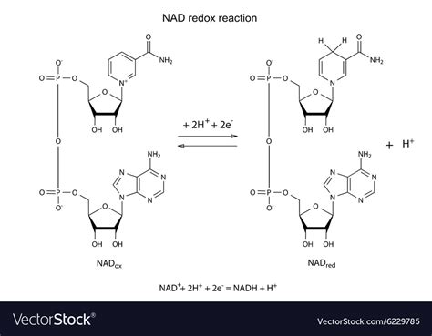 Nad Redox Reaction Royalty Free Vector Image Vectorstock