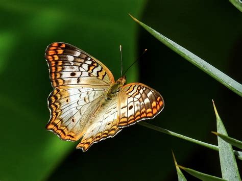 Butterflies At Olbrich Jonathan Bloy