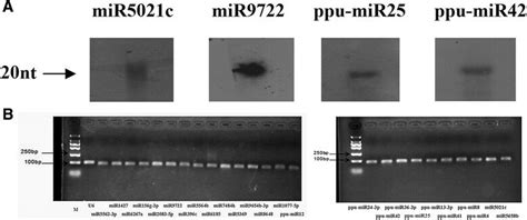 Gel Based Detection Of P Purpureum Mirnas A Rna Gel Blot