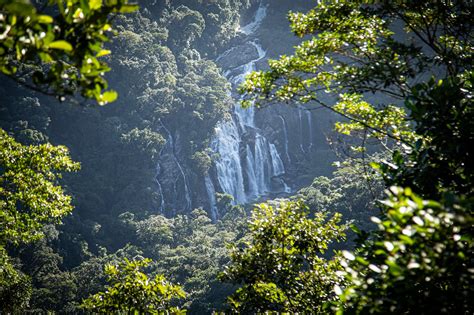 Mais de 70 imagens grátis de Mata Atlântica e Mata Atlantica - Pixabay