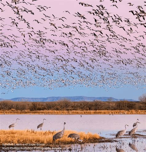 National Audubon Society - Sustainable land management allows birds