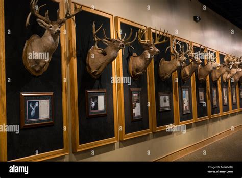 Cabela's store in Hamburg PA Stock Photo - Alamy