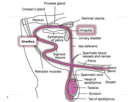 Reproductive System Of Bull