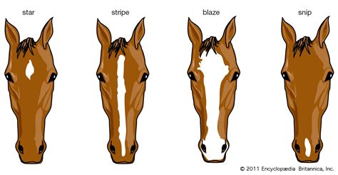 horse definition breeds pictures evolution facts britannica