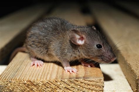 The secret lives of wild rats | AnimalKind