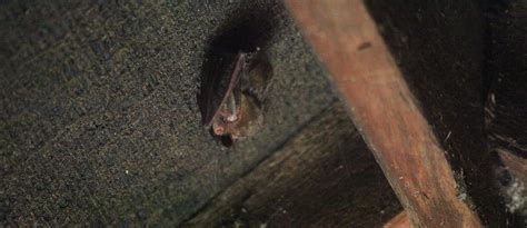 bat surveys buildings tomspriggs