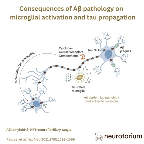 Consequences Of A Pathology On Microglial Activation And Tau