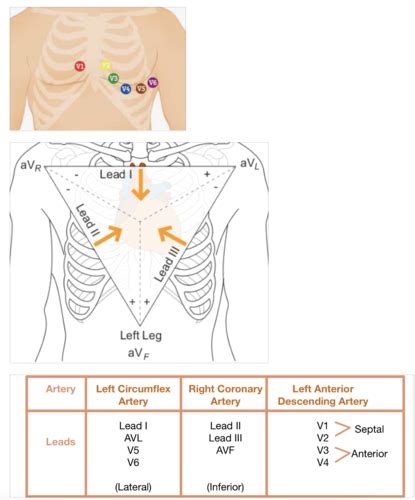 Clinical Diagnostics Final Flashcards Quizlet