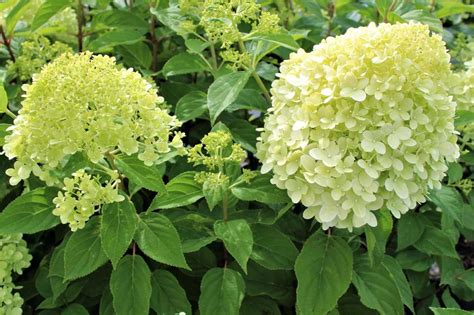 Гортензия Лимонный Свет Описание Фото – Telegraph