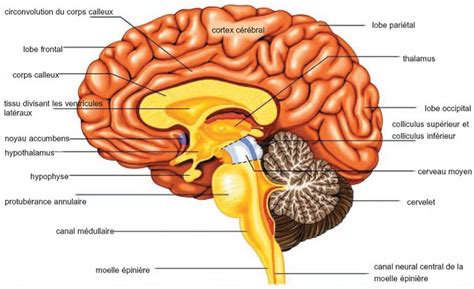 Enc Phale Brain Structure Nervous System Brain Diagram