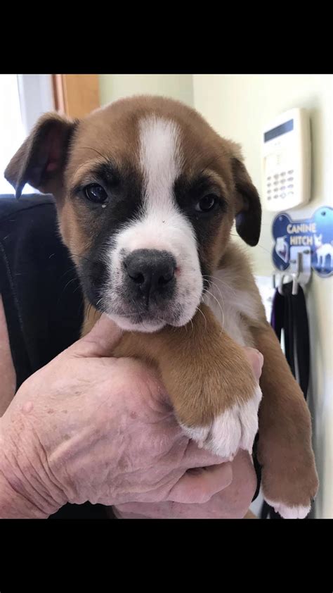 Puppy popularity will rise for the german shepherd boxer mix