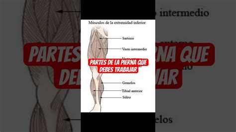 Ve Esto Si Quieres Que Te Crezcan Las Piernas Shorts Youtube