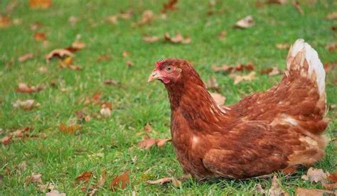 Vaste opération de sauvetage de 6 000 poules pondeuses Vous pouvez