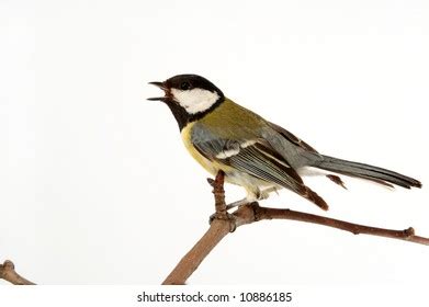 Cute Perky Tits Royalty Free Photos And Stock Images Shutterstock