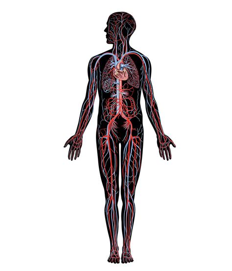 Circulatory System Functions Parts And Facts Britannica