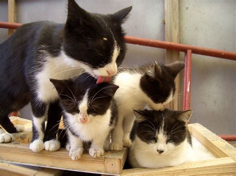 Gay Cats On Twitter 1133786113308 Https T Co 02KHDfGQ4e Twitter