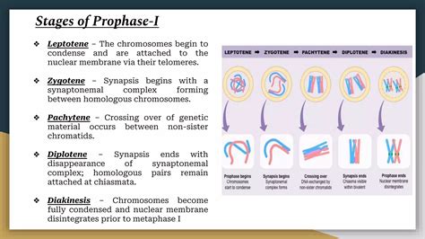meiosispptx