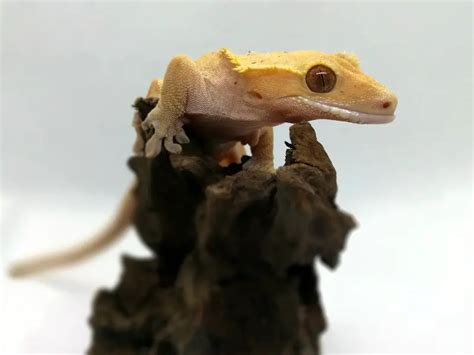 Yellow Crested Gecko: Everything You Need To Know - All Our Creatures