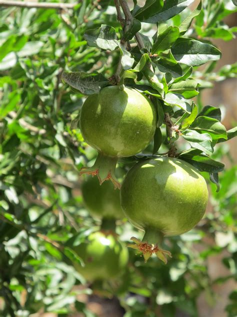 Fotos gratis árbol rama Fruta flor comida verde Produce agrios