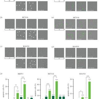 Apoptotic cell death causes CI-independent block of proliferation upon ...