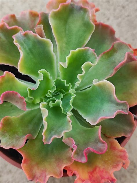 Echeveria Shaviana Pink Frills Un Erizo En Mi Jard N