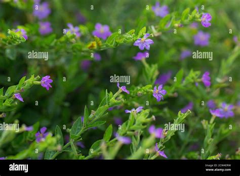 Cuphea Hyssopifolia Allyson Stock Photo Alamy