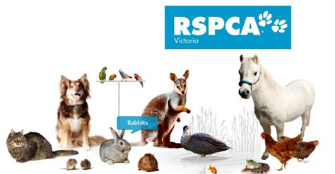 Dogs Rspca South Australia