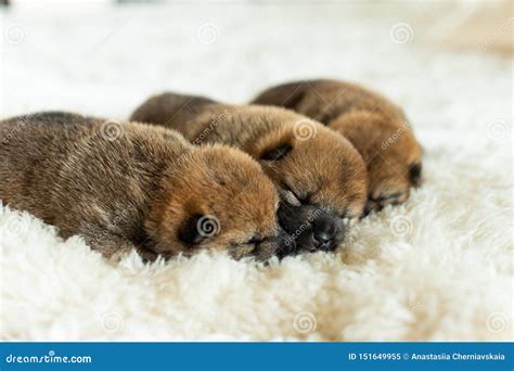 Three Sweet Newborn Red Shiba Inu Puppies Sleeping Together on the ...