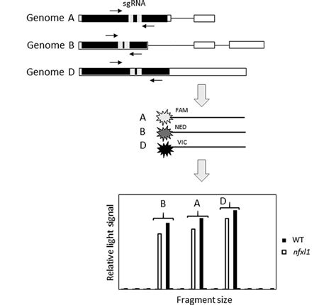 Schematic Representation Of The Genotyping Protocol To Detect Crispr