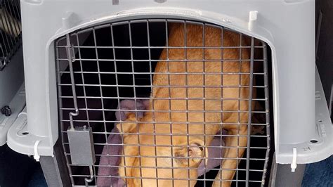 Fact check: Image of injured dog supposedly found by road is a hoax