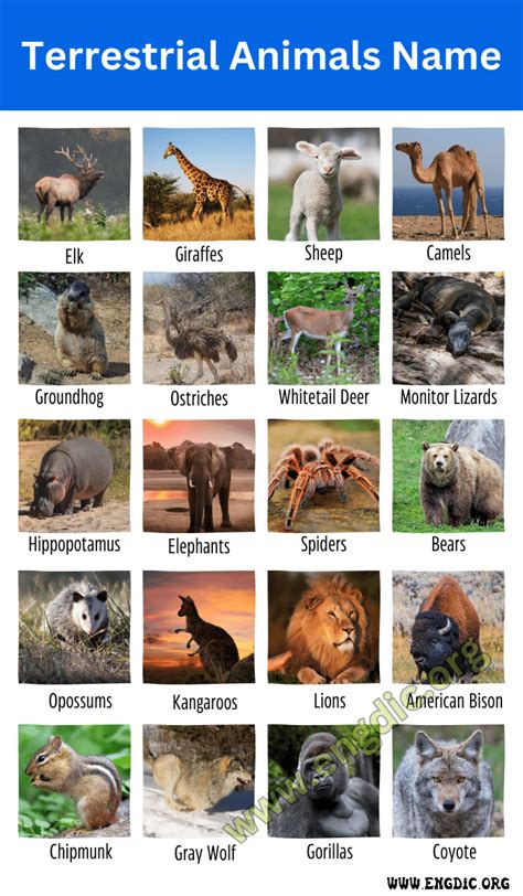 25 Terrestrial Animals Names and Pictures (Land Animals) - EngDic