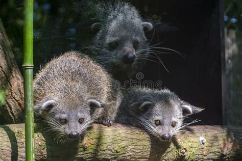 Binturong or Bearcat Baby on a Tree Branch Stock Photo - Image of