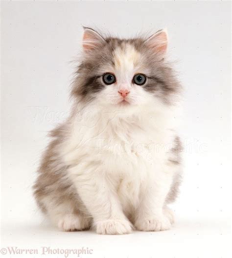Cute fluffy silver tortoiseshell kitten photo | Fluffy kittens, White