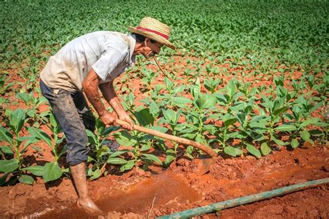 Campesino trabajando en su campo de tabaco en Viñales cuba Foto